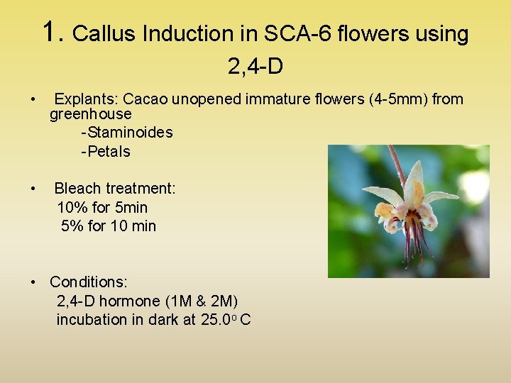 1. Callus Induction in SCA-6 flowers using 2, 4 -D • Explants: Cacao unopened 1. Callus Induction in SCA-6 flowers using 2, 4 -D • Explants: Cacao unopened