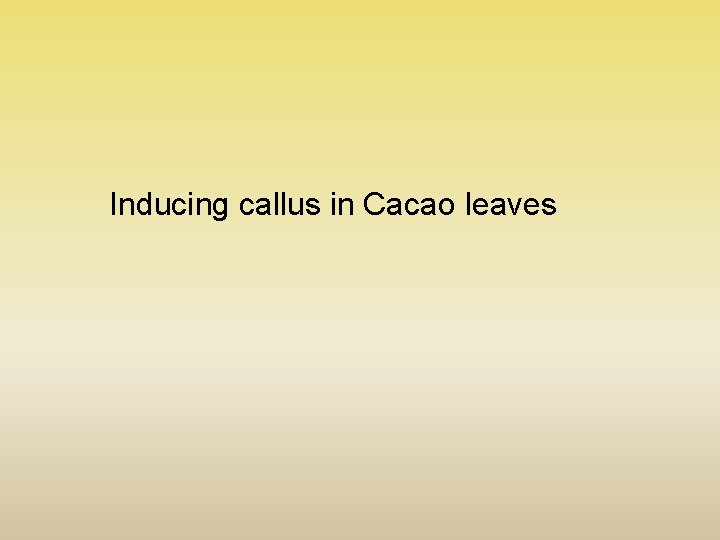 Inducing callus in Cacao leaves 