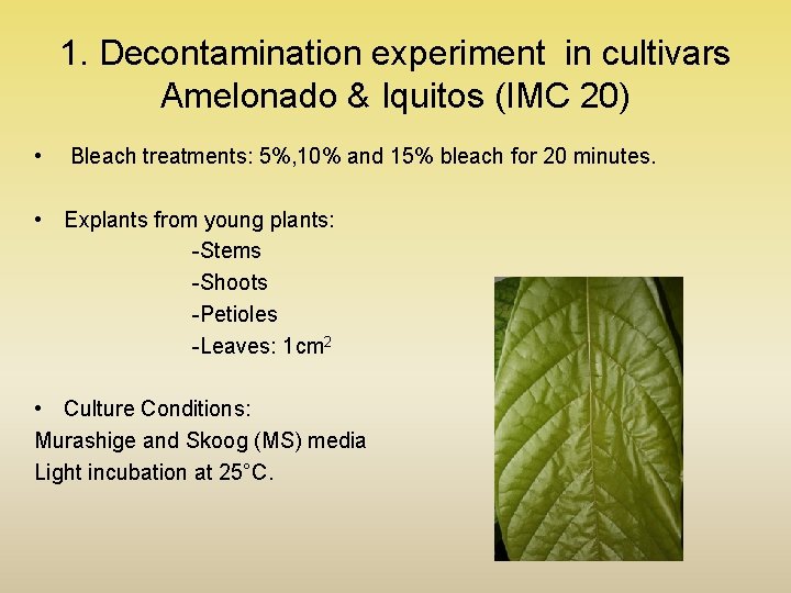 1. Decontamination experiment in cultivars Amelonado & Iquitos (IMC 20) • Bleach treatments: 5%,