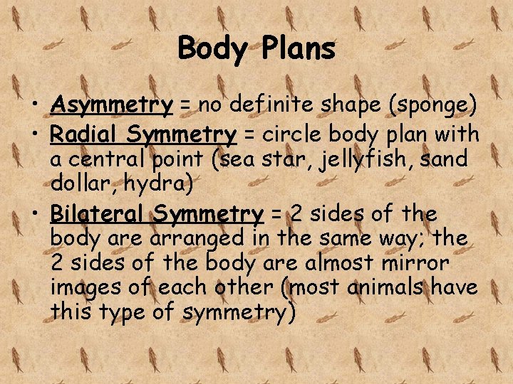 Body Plans • Asymmetry = no definite shape (sponge) • Radial Symmetry = circle