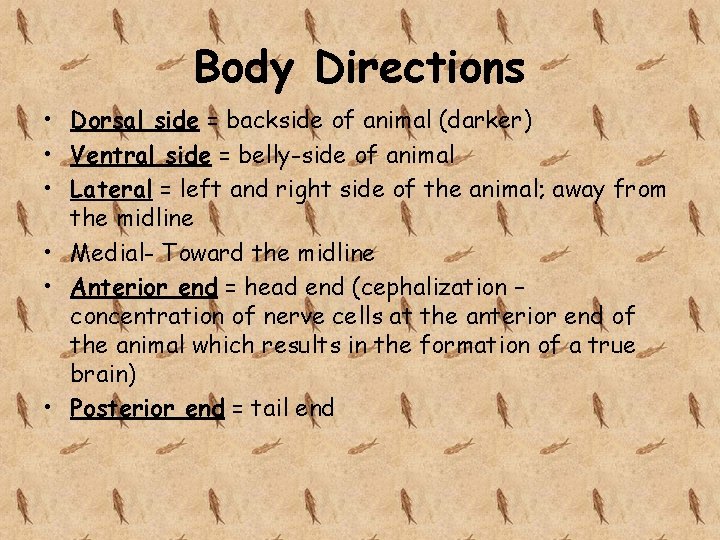 Body Directions • Dorsal side = backside of animal (darker) • Ventral side =