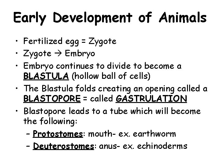 Early Development of Animals • Fertilized egg = Zygote • Zygote Embryo • Embryo