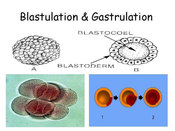 Blastulation & Gastrulation 