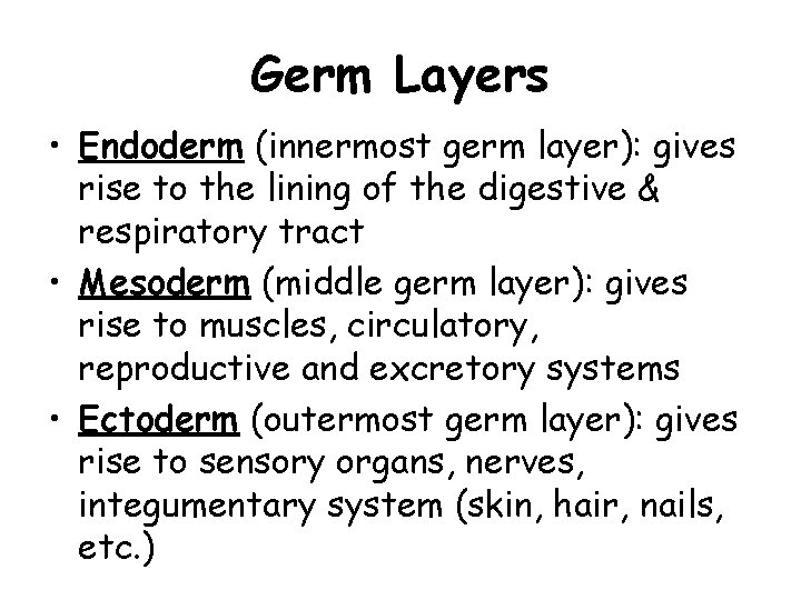 Germ Layers • Endoderm (innermost germ layer): gives rise to the lining of the