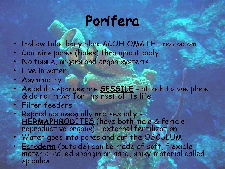 Porifera • • • Hollow tube body plan: ACOELOMATE – no coelom Contains pores