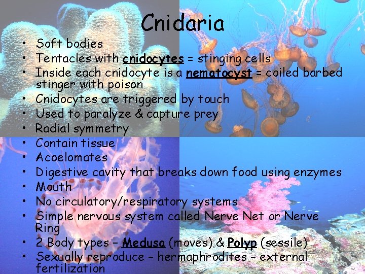 Cnidaria • Soft bodies • Tentacles with cnidocytes = stinging cells • Inside each