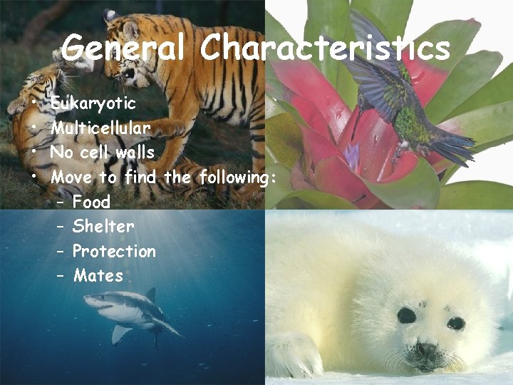 General Characteristics • • Eukaryotic Multicellular No cell walls Move to find the following:
