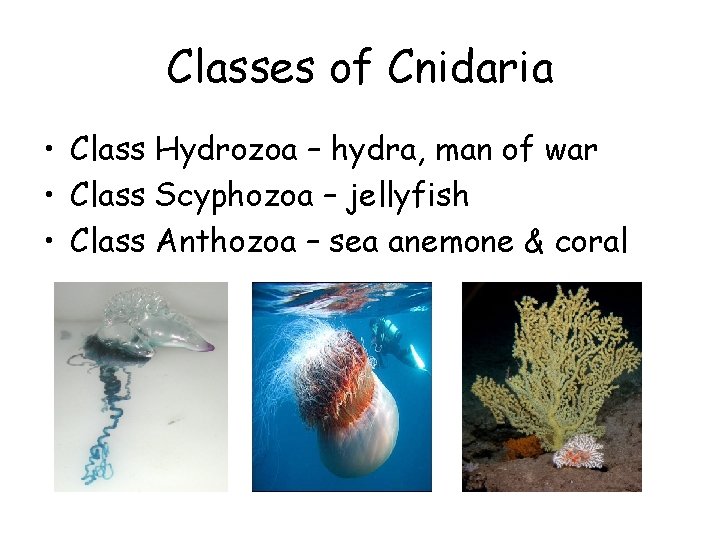 Classes of Cnidaria • Class Hydrozoa – hydra, man of war • Class Scyphozoa