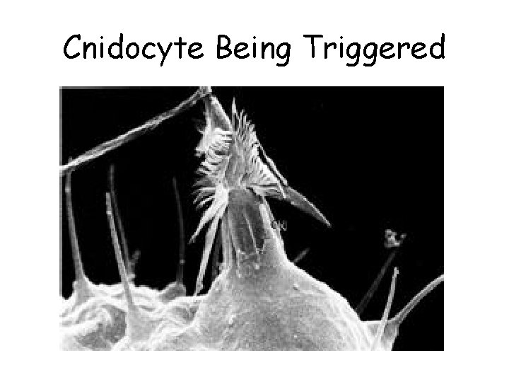 Cnidocyte Being Triggered 