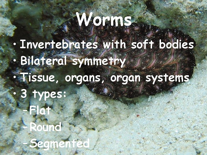 Worms • Invertebrates with soft bodies • Bilateral symmetry • Tissue, organs, organ systems