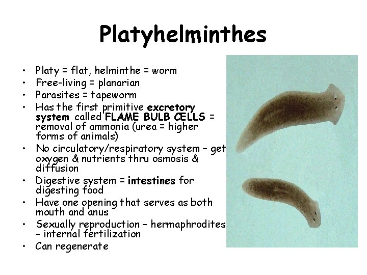 Platyhelminthes • • • Platy = flat, helminthe = worm Free-living = planarian Parasites