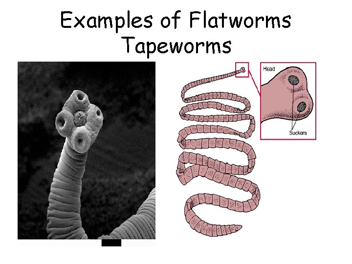 Examples of Flatworms Tapeworms 