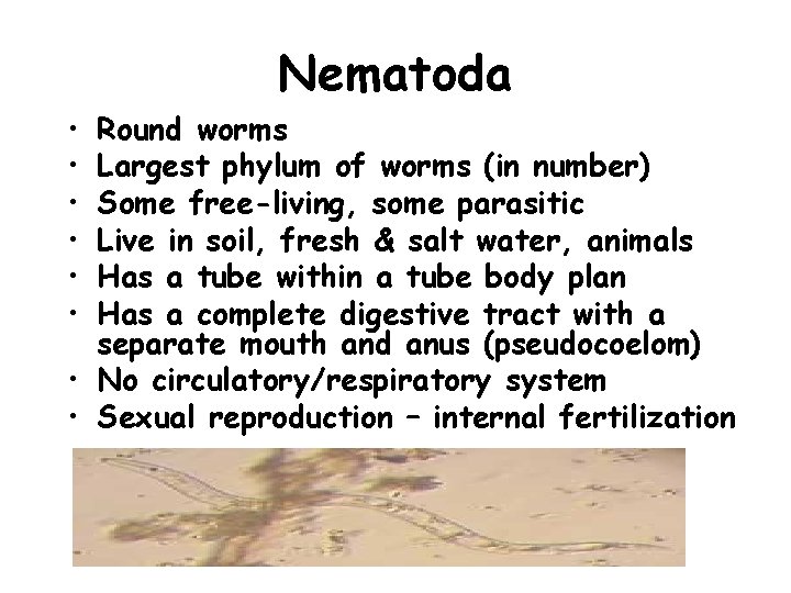 Nematoda • • • Round worms Largest phylum of worms (in number) Some free-living,