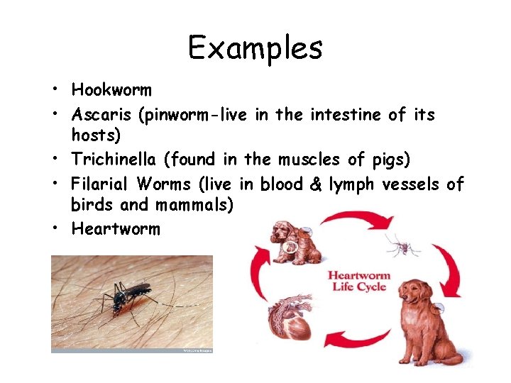 Examples • Hookworm • Ascaris (pinworm-live in the intestine of its hosts) • Trichinella