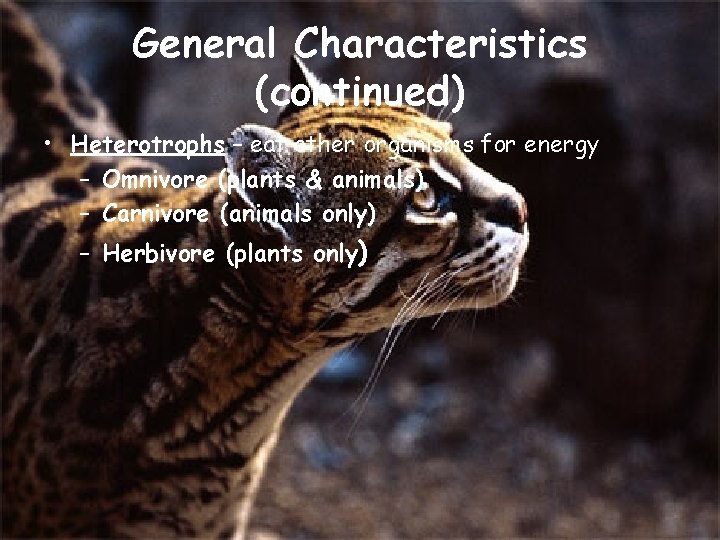 General Characteristics (continued) • Heterotrophs – eat other organisms for energy – Omnivore (plants