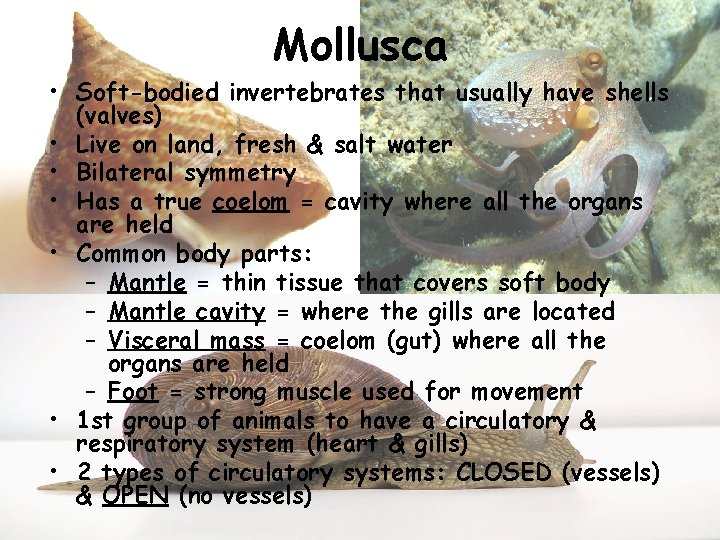 Mollusca • Soft-bodied invertebrates that usually have shells (valves) • Live on land, fresh