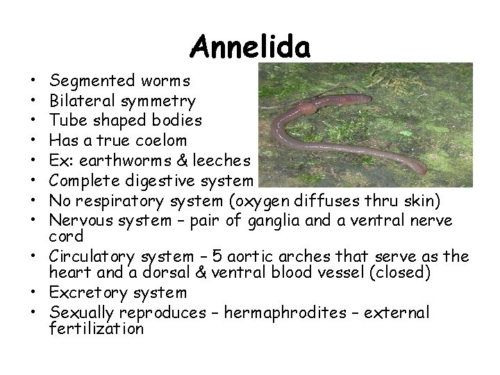 Annelida • • Segmented worms Bilateral symmetry Tube shaped bodies Has a true coelom