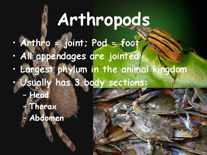 Arthropods • • Arthro = joint; Pod = foot All appendages are jointed Largest