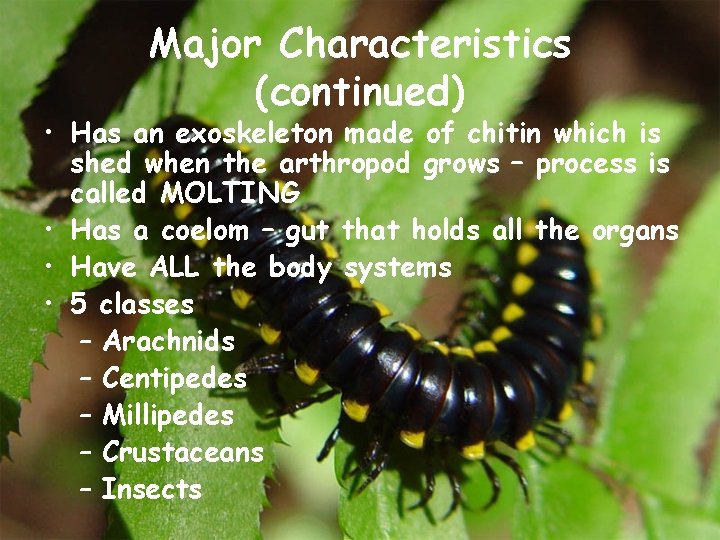 Major Characteristics (continued) • Has an exoskeleton made of chitin which is shed when