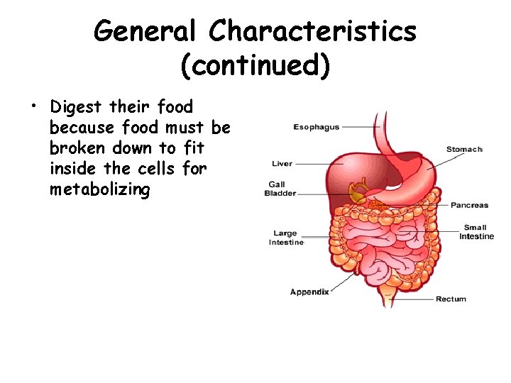 General Characteristics (continued) • Digest their food because food must be broken down to