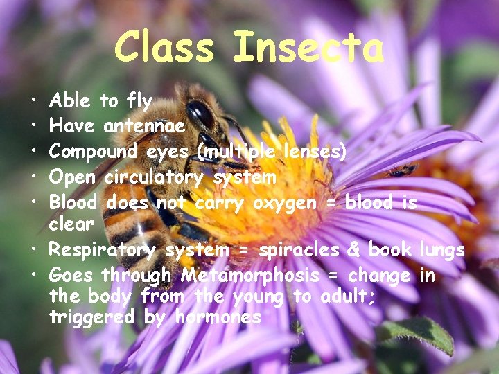 Class Insecta • • • Able to fly Have antennae Compound eyes (multiple lenses)