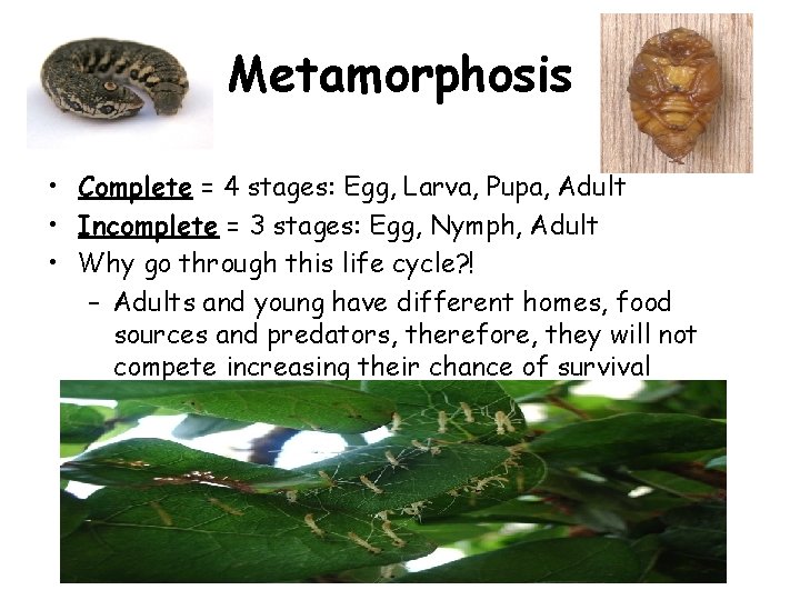 Metamorphosis • Complete = 4 stages: Egg, Larva, Pupa, Adult • Incomplete = 3