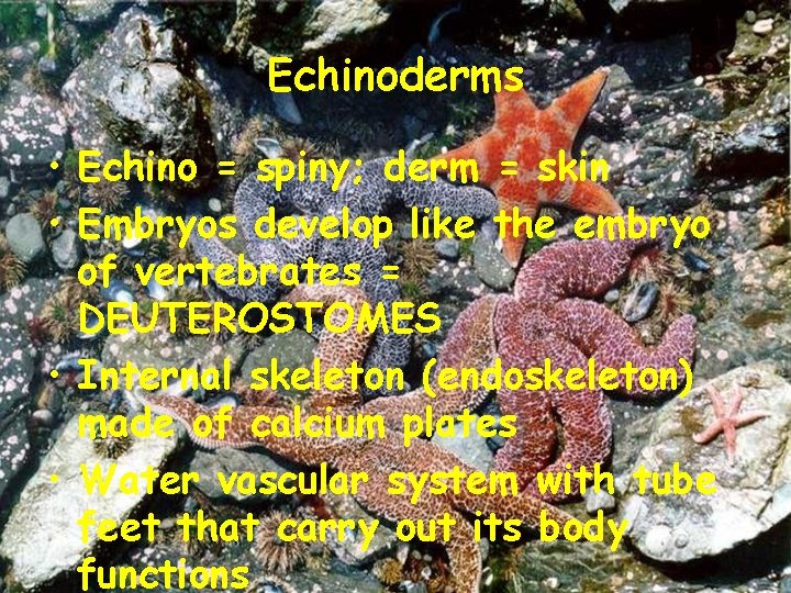 Echinoderms • Echino = spiny; derm = skin • Embryos develop like the embryo