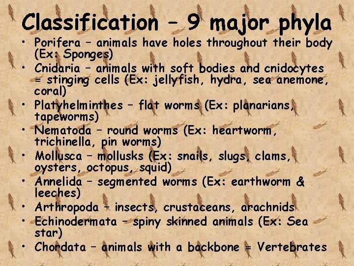 Classification – 9 major phyla • Porifera – animals have holes throughout their body