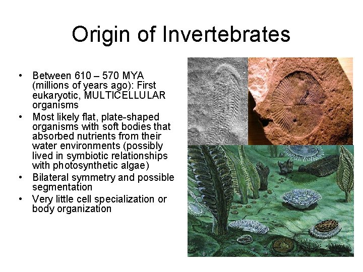 Origin of Invertebrates • Between 610 – 570 MYA (millions of years ago): First