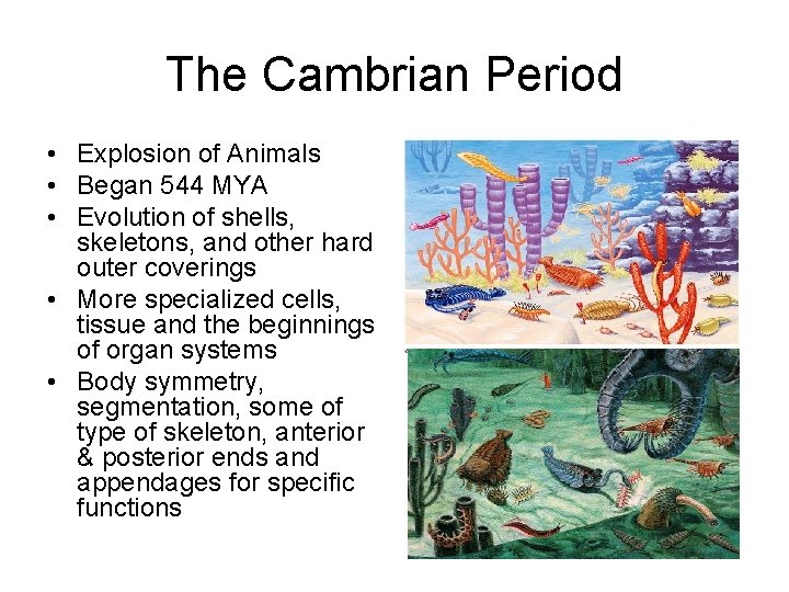 The Cambrian Period • Explosion of Animals • Began 544 MYA • Evolution of