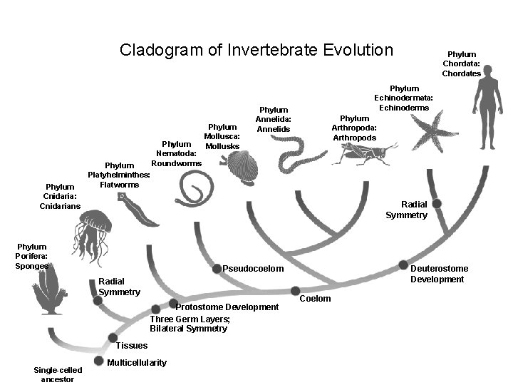 Cladogram of Invertebrate Evolution Phylum Cnidaria: Cnidarians Phylum Platyhelminthes: Flatworms Phylum Nematoda: Roundworms Phylum