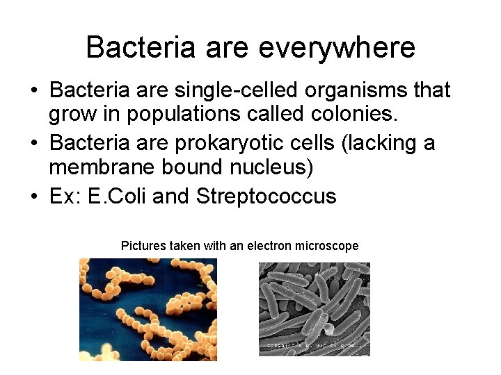 Bacteria are everywhere • Bacteria are single-celled organisms that grow in populations called colonies.