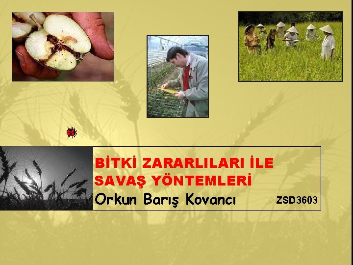 BİTKİ ZARARLILARI İLE SAVAŞ YÖNTEMLERİ Orkun Barış Kovancı ZSD 3603 