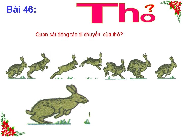 Bài 46: Quan sát động tác di chuyển của thỏ? 
