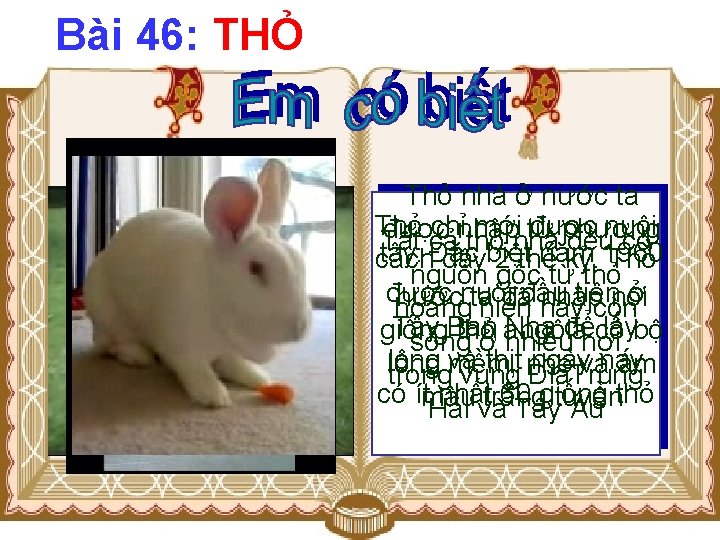 Bài 46: THỎ Thỏ nhà ở nước ta Thỏ chỉnhập mới từ được nuôi
