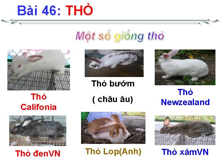 Bài 46: THỎ Thỏ bướm Thỏ Califonia ( châu âu) Thỏ Newzealand Thỏ đen.