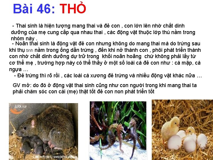 Bài 46: THỎ - Thai sinh là hiện tượng mang thai và đẻ con