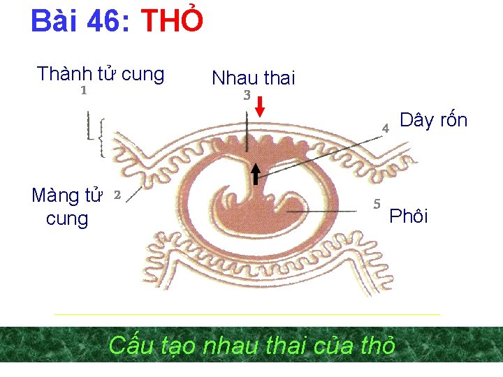 Bài 46: THỎ Thành tử cung 1 Màng tử 2 cung Nhau thai 3