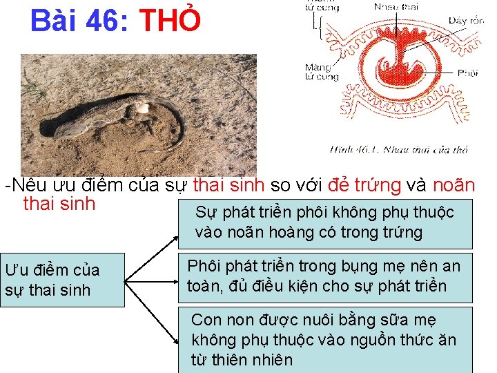 Bài 46: THỎ -Nêu ưu điểm của sự thai sinh so với đẻ trứng