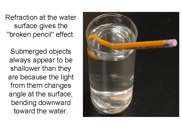 Refraction at the water surface gives the "broken pencil" effect. Submerged objects always appear