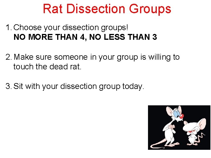 Rat Dissection Groups 1. Choose your dissection groups! NO MORE THAN 4, NO LESS