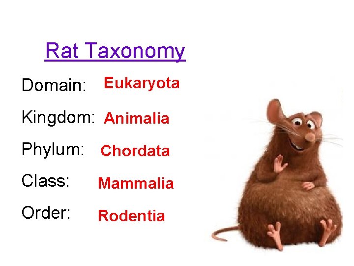 Rat Taxonomy Domain: Eukaryota Kingdom: Animalia Phylum: Chordata Class: Mammalia Order: Rodentia 