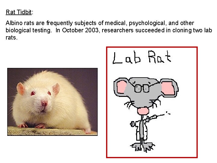 Rat Tidbit: Albino rats are frequently subjects of medical, psychological, and other biological testing.