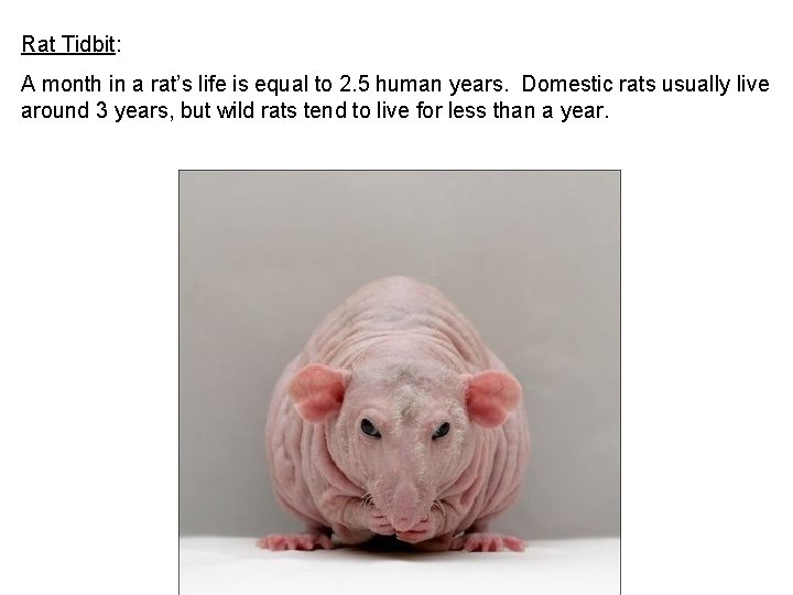 Rat Tidbit: A month in a rat’s life is equal to 2. 5 human