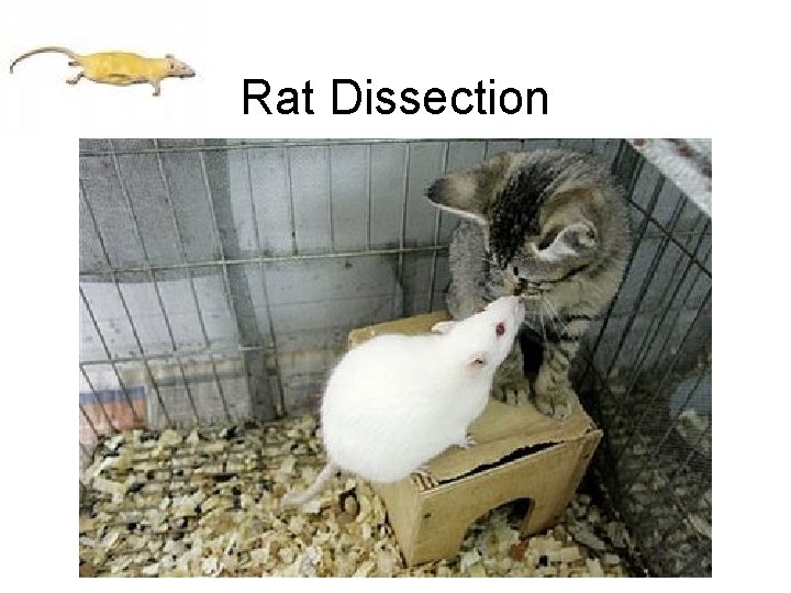 Rat Dissection 