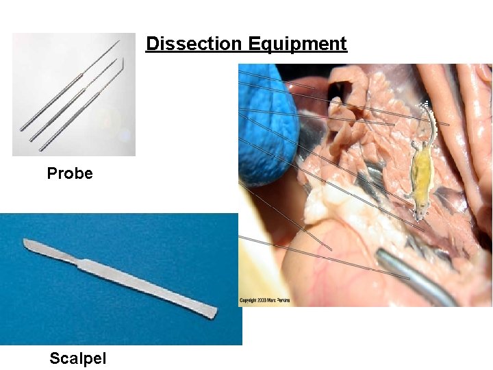 Dissection Equipment Probe Scalpel 
