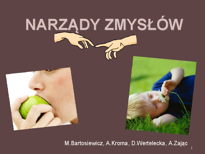 NARZĄDY ZMYSŁÓW M. Bartosiewicz, A. Kroma, D. Wertelecka, A. Zając 1 