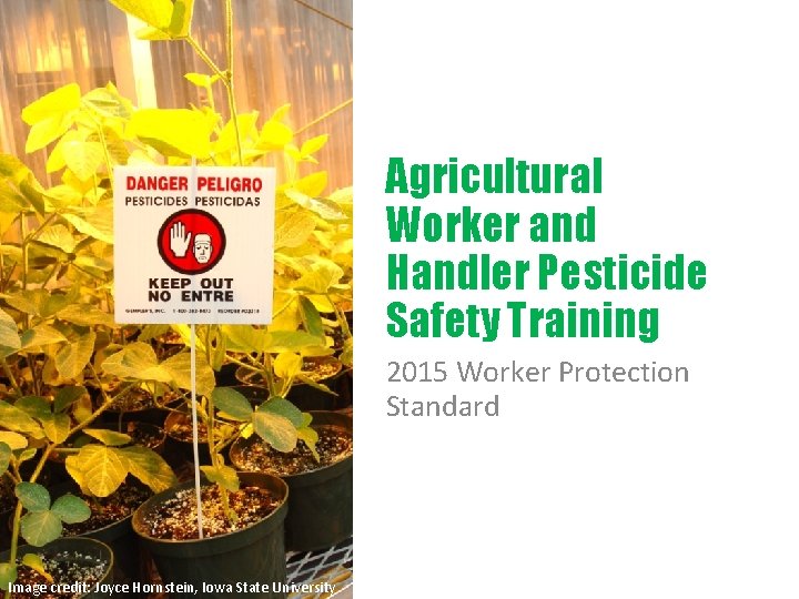 Agricultural Worker and Handler Pesticide Safety Training 2015 Worker Protection Standard Image credit: Joyce