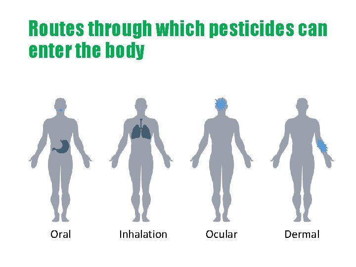 Routes through which pesticides can enter the body Oral Inhalation Ocular Dermal 