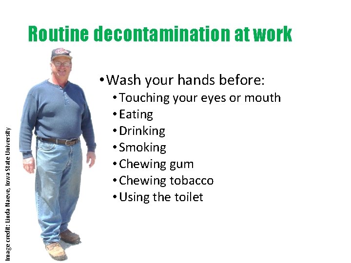 Routine decontamination at work Image credit: Linda Naeve, Iowa State University • Wash your